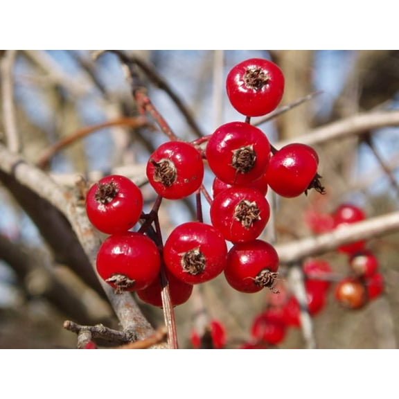 Washington Hawthorn Seedling for Planting - 1Yr Plant (Crataegus phaenopyrum)- Pretty Red Berries