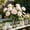 🌈 pink_Hot#2549, variant on Artificial Rose Stems with Lifelike Leaves Wedding Bouquet Faux Flower, Soft Plastic Texture, Flexible Structure, Vibrant Home and Party Decor for Indoor and Outdoor Arrangements