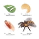 thumbnail image 2 of Vogacara 1 Juego de modelo de gusano de pala, Material plástico Premium, figuritas de insectos significativas, modelos de crecimiento educativo temprano Juguetes Educativos abeja tipo 2 NO18 Vogacara FN010083-18, 2 of 6