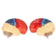 thumbnail image 2 of Modelo anatómico del cerebro humano. Arteria cerebral con particiones a color. Modelo ensamblado del cerebro izquierdo y derecho para el aprendizaje., 2 of 14