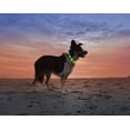 thumbnail image 3 of LED Collar,USB Glowing Pet Collar for Small Medium Large Dogs and Cats, 3 of 5