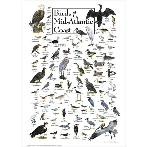 Poster Birds of The Mid-Atlantic Coast Student Animal Poster Birthday Gift Children's Room Poster Bedroom Decor Office Decor Gifts