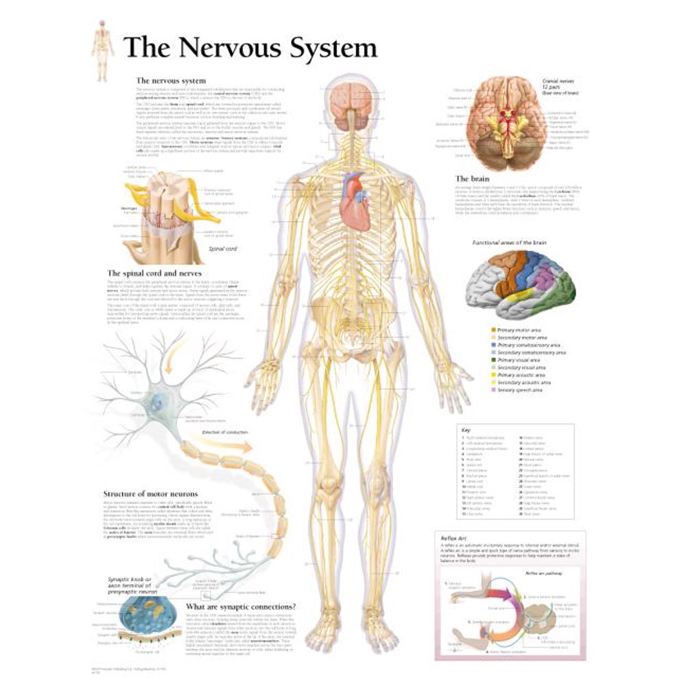 The Nervous System Chart (Other) - Walmart.com - Walmart.com
