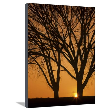 Kentucky Silhouette Deciduous Trees Silhouetted During Winter Sunrise, Louisville, Kentucky, USA Stretched Canvas Print Wall Art By Adam Jones ()