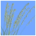 thumbnail image 4 of Everwilde Farms - 1000 Side Oats Grama Native Grass Seeds - Gold Vault Jumbo Bulk Seed Packet, 4 of 5