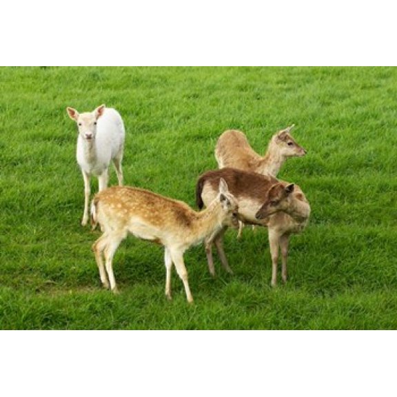 New Zealand South Island Karamea Fawn Deer Canvas Art - David Wall  DanitaDelimont (26 x 17)
