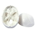 thumbnail image 3 of Wellden Medical Educational Life Size Human Skull Model, 3-part, 3 of 5