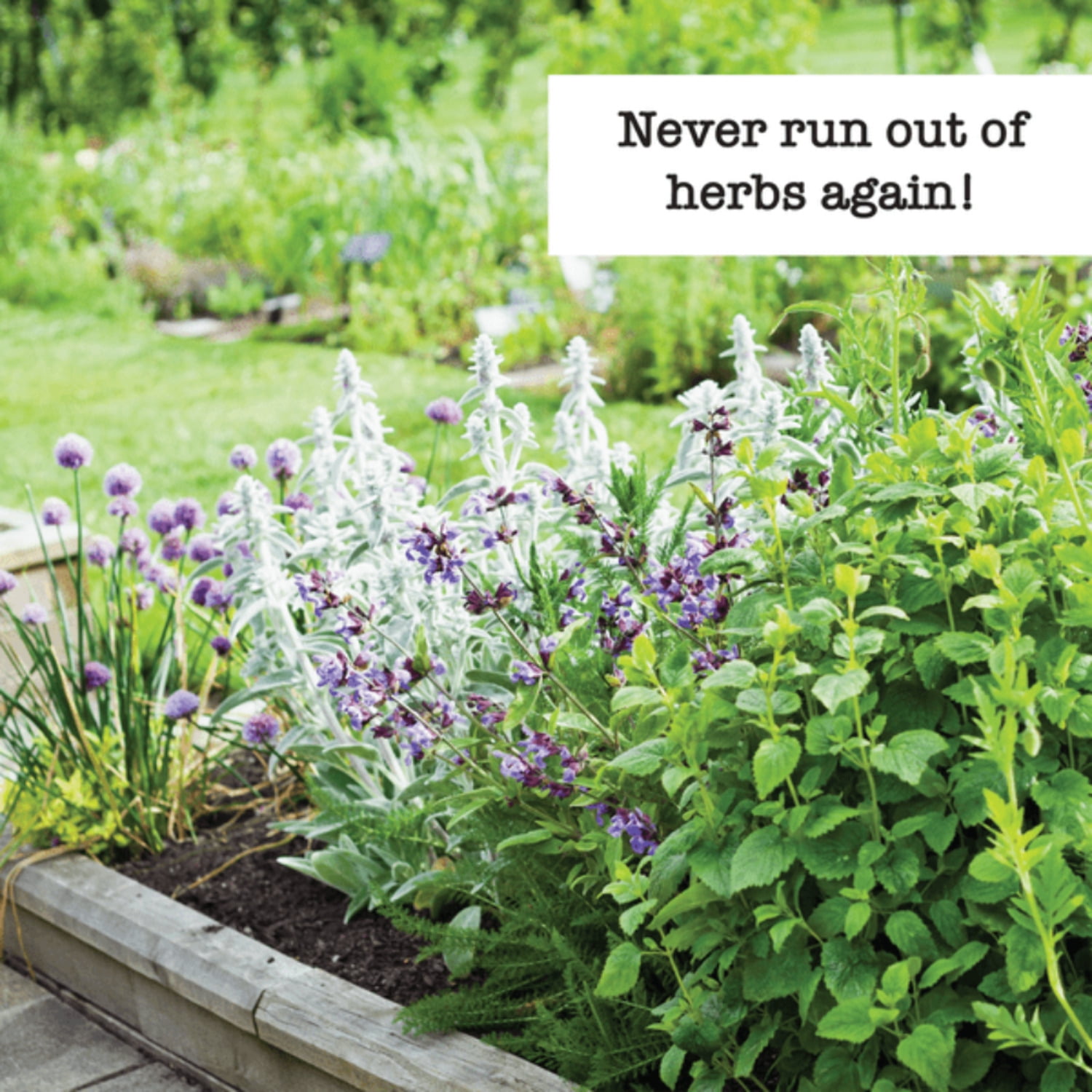 Ferry-Morse Herb Enthusiast Organic Seed Variety Pack - 10 Pack