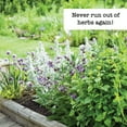 thumbnail image 3 of Ferry-Morse Herb Enthusiast Organic Seed Variety Pack - 10 Pack, 3 of 5
