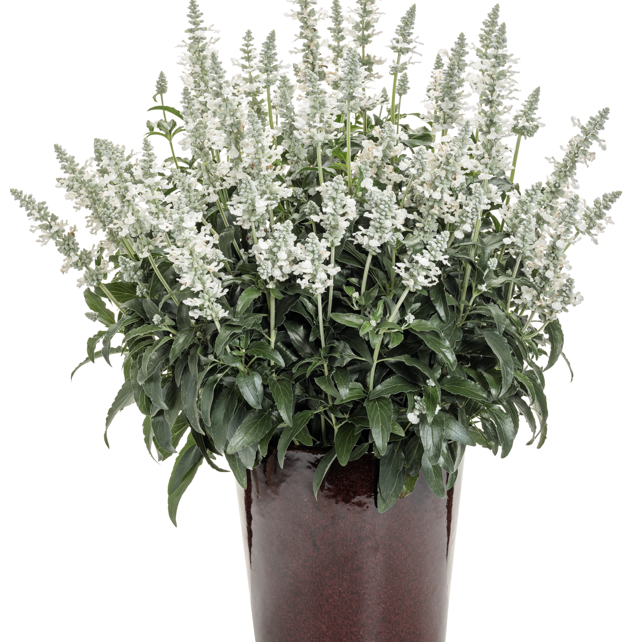 Proven Winners 8" Unplugged White Mealycup Sage Live Plant in 6.5" Pot