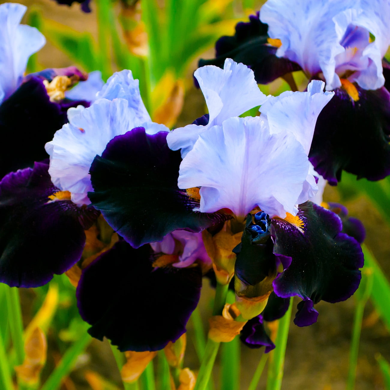 Expert Gardener Bearded Iris Dangerous Mood Plant Bulbs (1 Dormant Bulb)