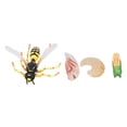 thumbnail image 3 of Wasp Bee Growth Cycle Model, 4 Pcs  Toys Life Cycle Of Bee Early Educational Science Project Toys, 3 of 8