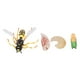 thumbnail image 3 of Modelo de ciclo de crecimiento de abeja avispa figuras de ciclo de crecimiento de abeja avispa detalles finos educativos tempranos coloridos para regalos de niños Amonsee Otros, 3 of 8
