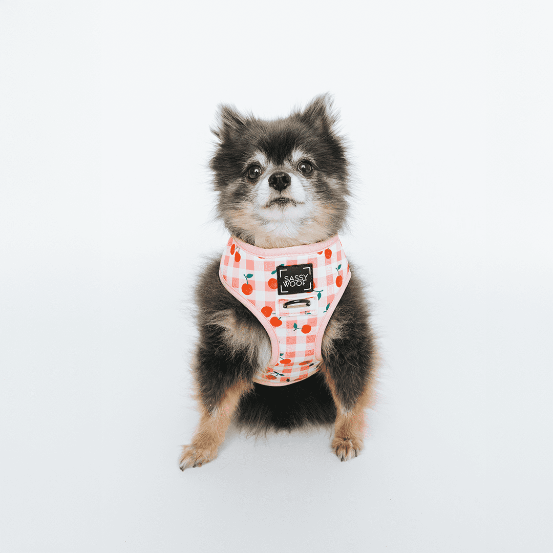 Sassy Woof Comfort Dual-Clip Reversible Dog Harness - Cherry Cute, Extra Small