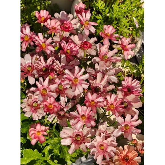 GSDWIUEW Bulbes de Renoncules Papillon Racines Nues de Renoncule pour la Plantation au Canada, Fleur Vivace de Renoncule Asiatique, Double Racines Nues de Renoncule pour Fleurs Coupées Jardin Intérieur Extérieur (10, Lycia)