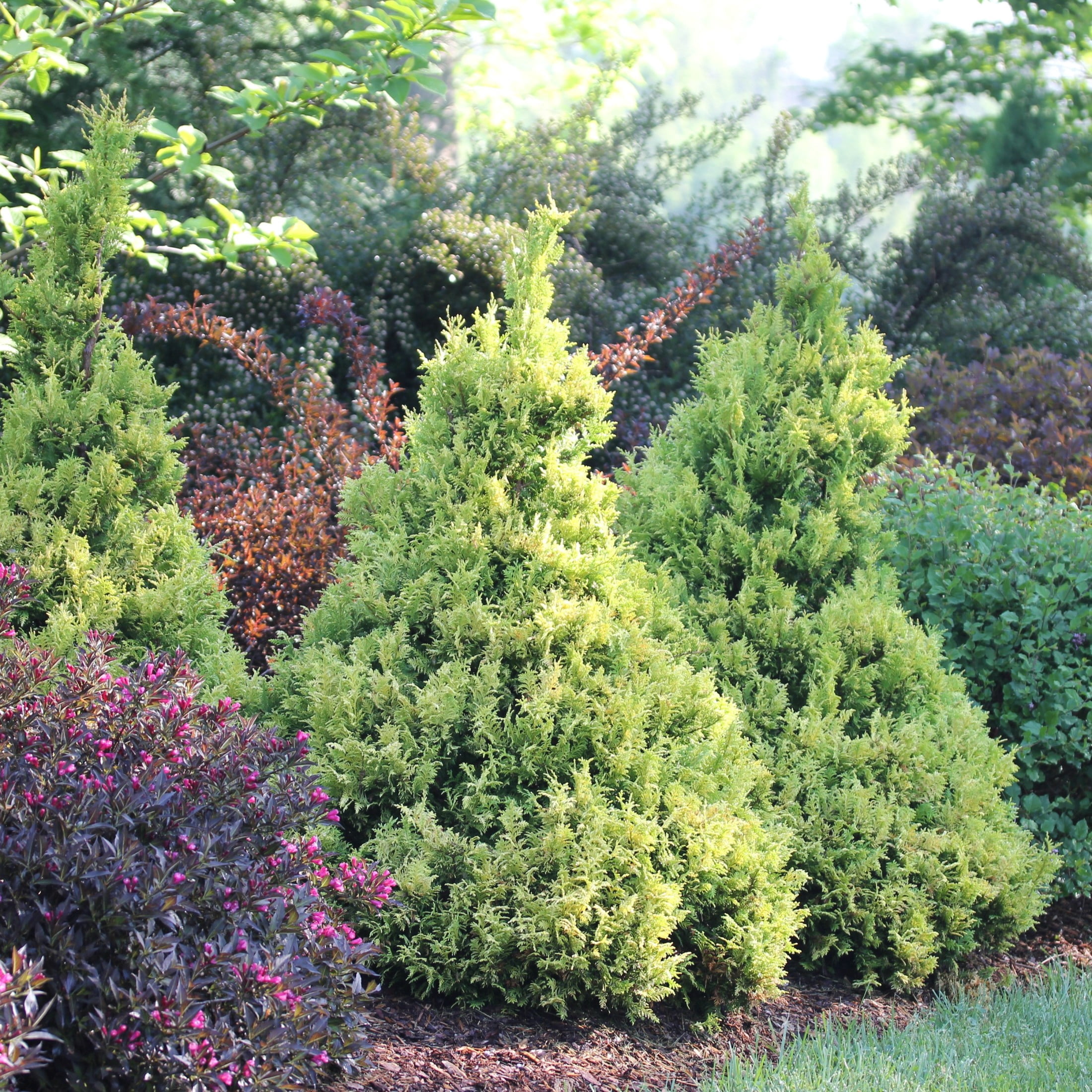 Proven Winners ColorChoice 6" Fluffy Western Arborvitae Live Plant in 7.5" Pot