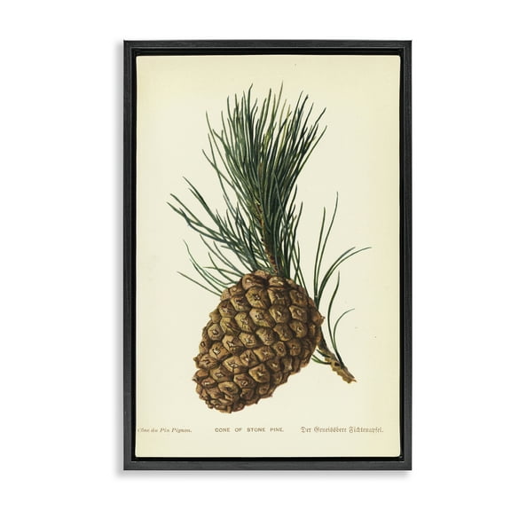 Stupell Industries Detailed Pine Cone Sprig Plants & Flowers Painting Black Floater Framed Canvas Art Print Wall Art, 17 x 25