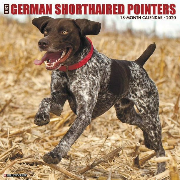Just German Shorthaired Pointers 2020 Wall Calendar (Dog Breed Calendar