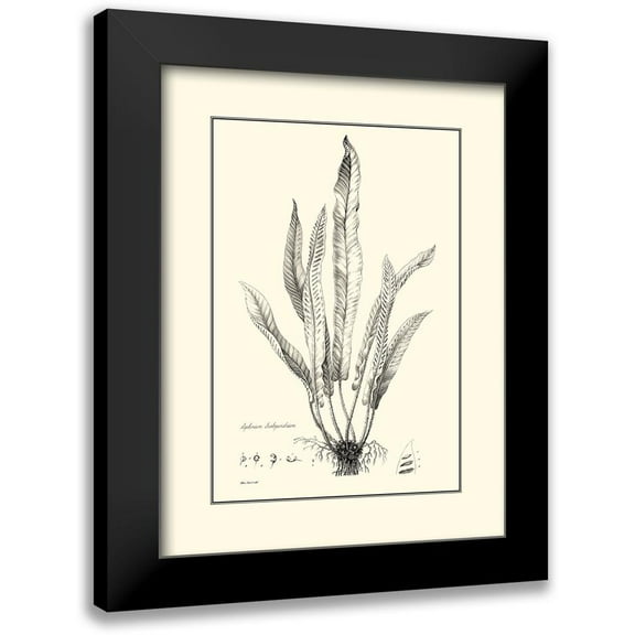 Curtis 12x14 Black Modern Framed Museum Art Print Titled - BW Fern IV