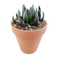 thumbnail image 4 of Echeveria Black Knight (4"+ Clay Pot) - Tiny, Lovely, Easy to Care Rosette Succulents - Live Succulents for Home Indoor Place, 4 of 9