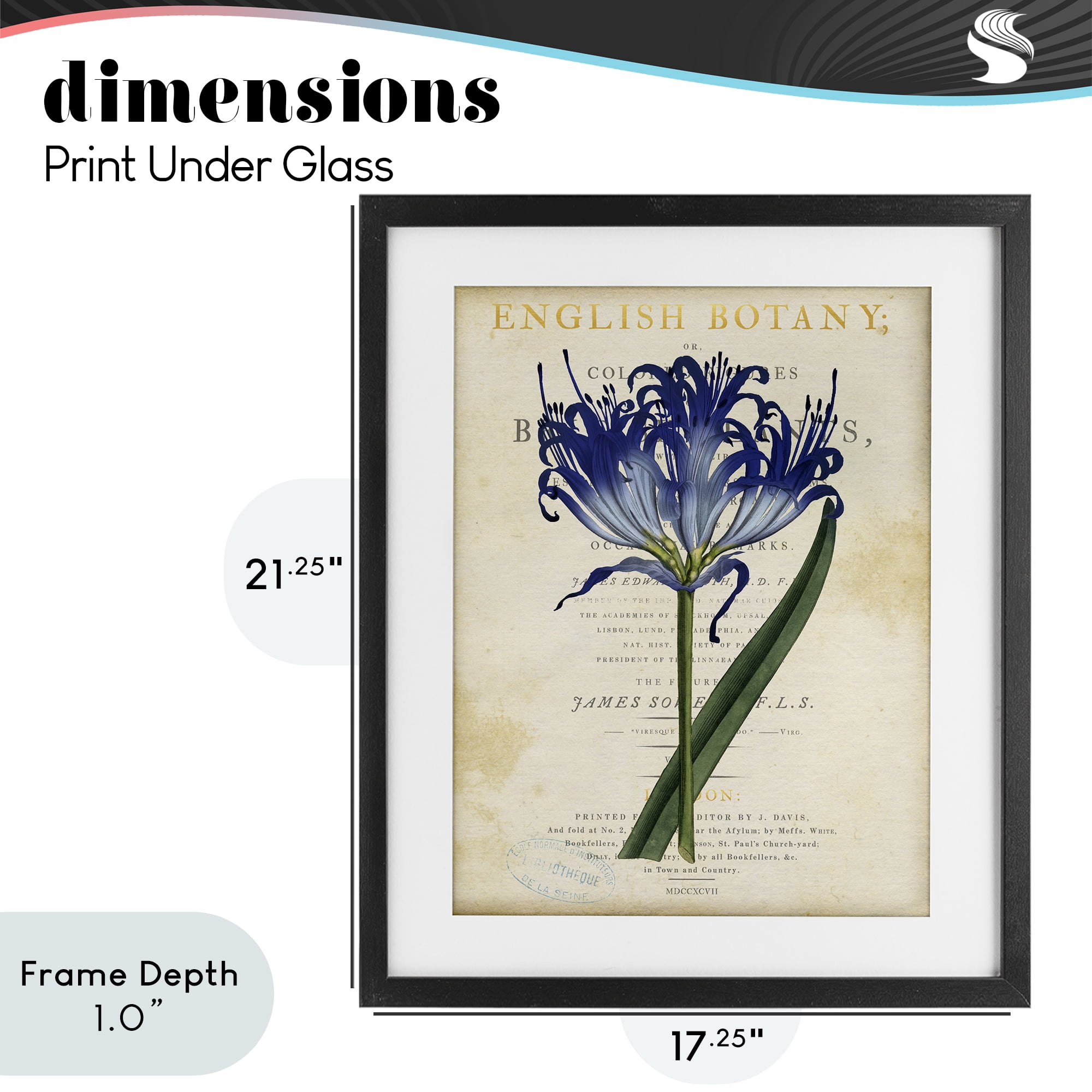 Stupell Industries English Botany Blue Floral Black Framed Print Under Glass, design by Susan Arnot