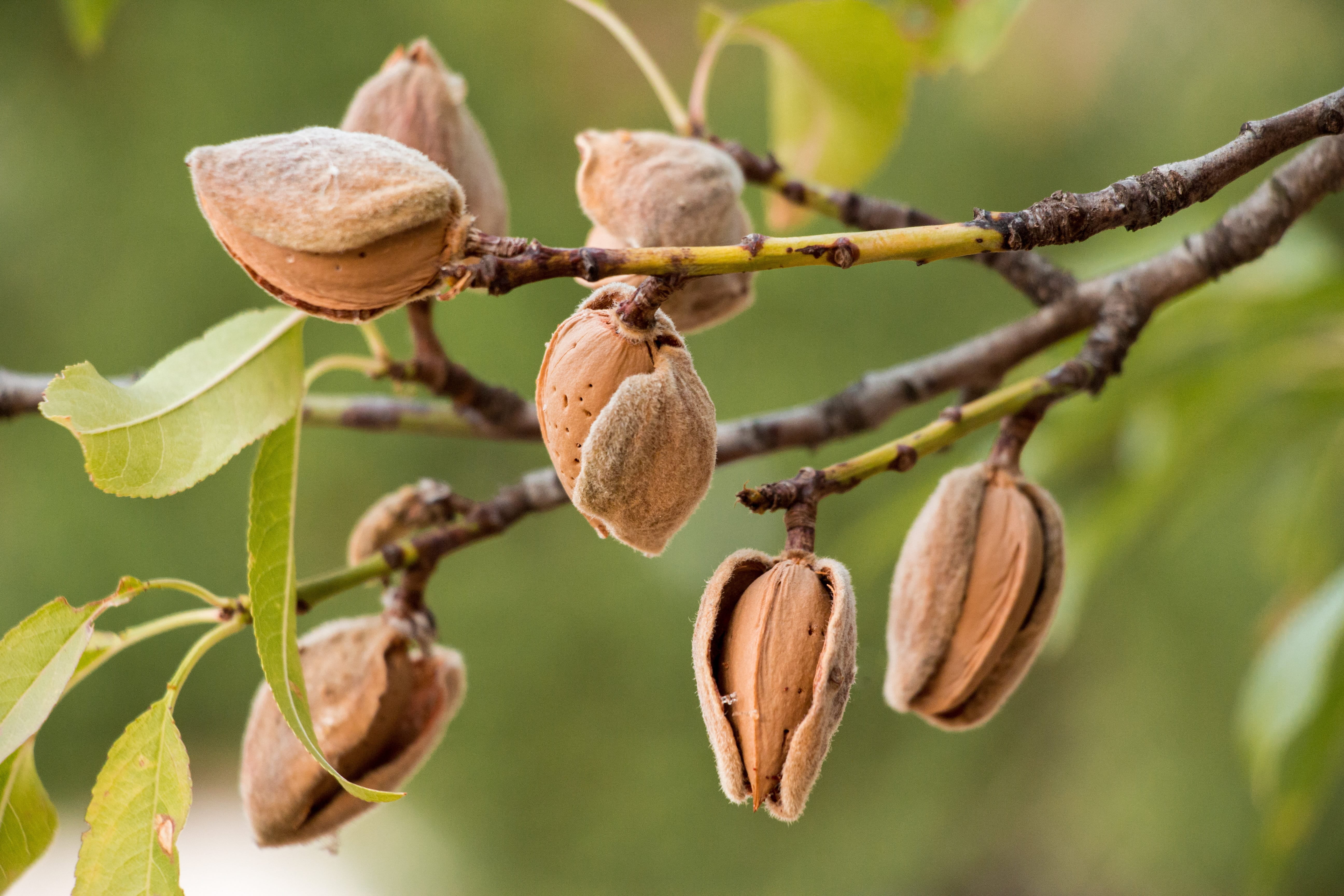Dry Roasted California Almonds with Himalayan Salt, 2 Pounds — Kosher, Vegan — by Food to Live
