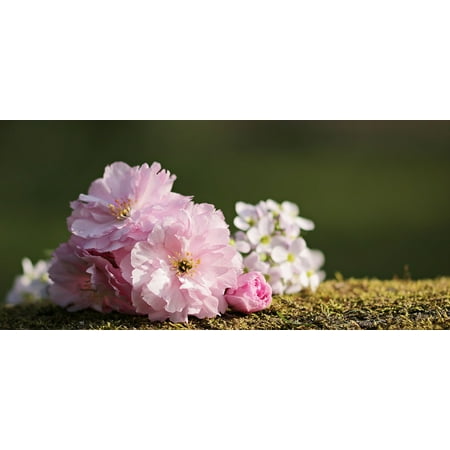 L N Stick Poster Of Anese Cherry Blossoms Flowers L N Stick Poster Of Anese Cherry Blossoms Flowers 24x16 Adhesive Sticker