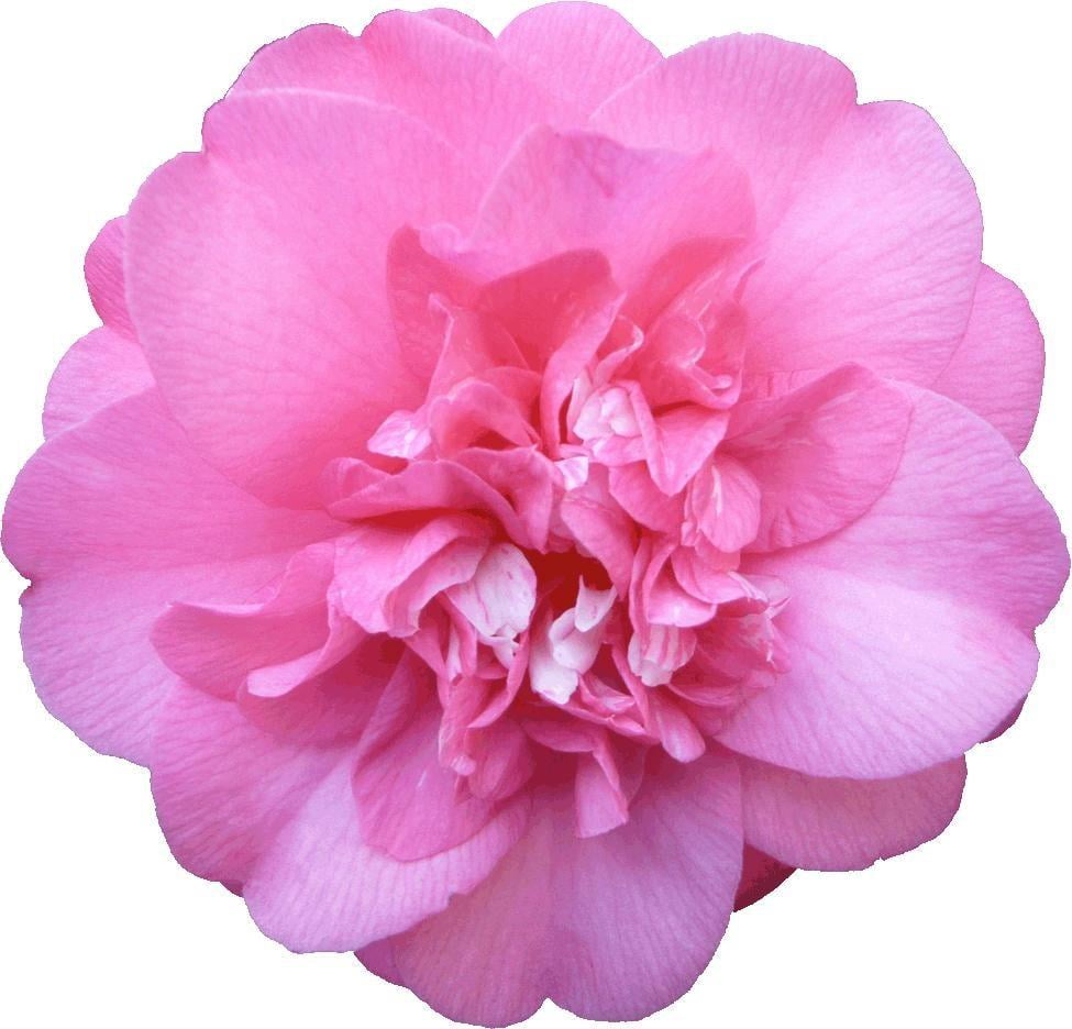 Hollis Pink Camellia Wall Decal Cutout - Walmart.com