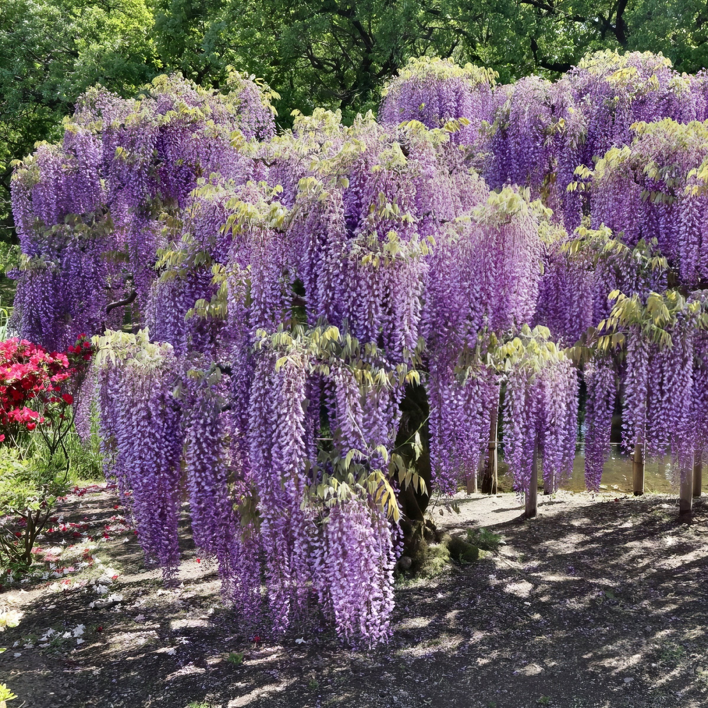 National Plant Network Live Perennial 1 gal Wisteria 'Amethyst Falls' with Full Sunlight