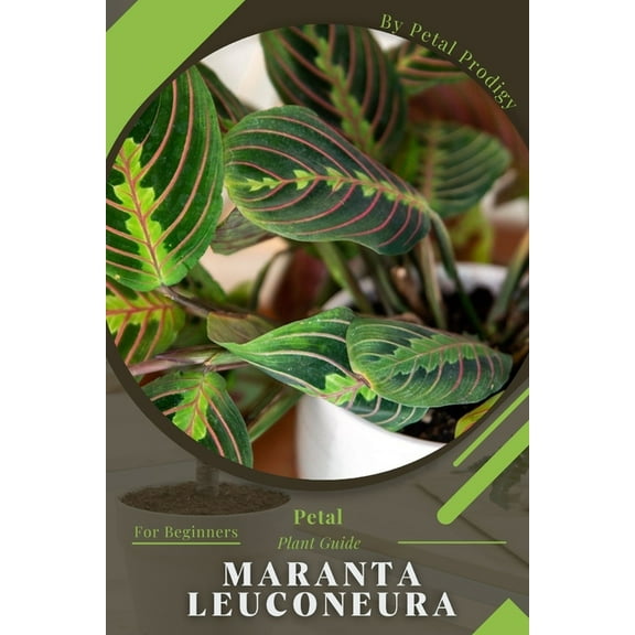 Maranta leuconeura