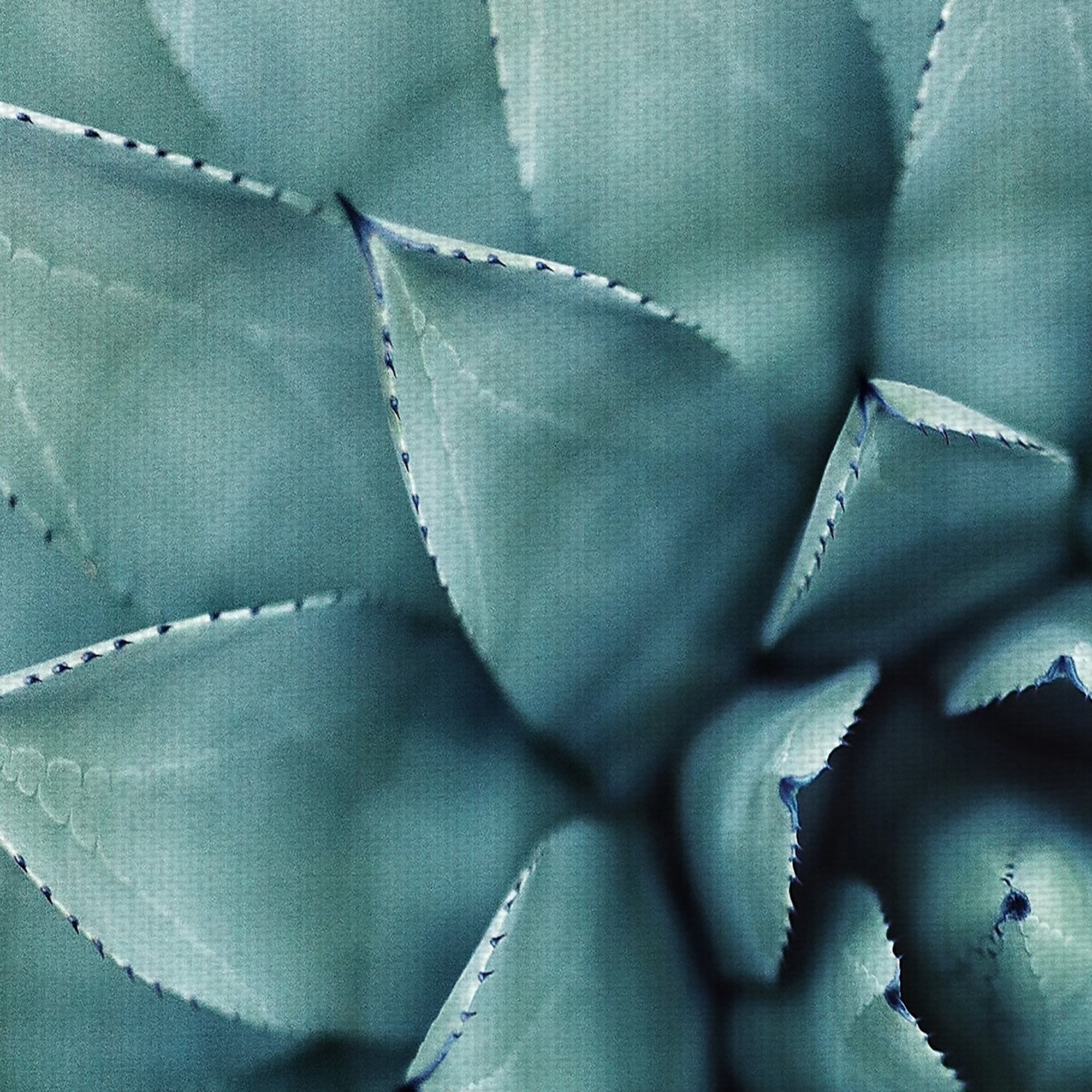 Masterpiece Art Gallery Agave Succulent By Erol Ahmed Canvas Art Print 22" x 28"