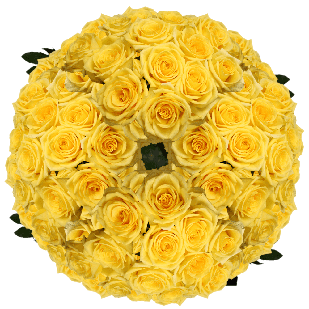 250 Stems of Yellow Roses Fresh Flower Delivery