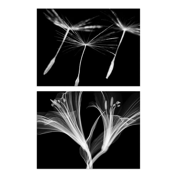 Dandelion And Lily X-Ray Set Of 2 Unframed Wall Art Prints Bedroom Bathroom Aesthetic Black White Photo 12X16 Inch