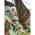 thumbnail image 2 of BubbleBlooms Alocasia Regal Shield, 6 inch, Upright Black Elephant Ear Plant, 2 of 5