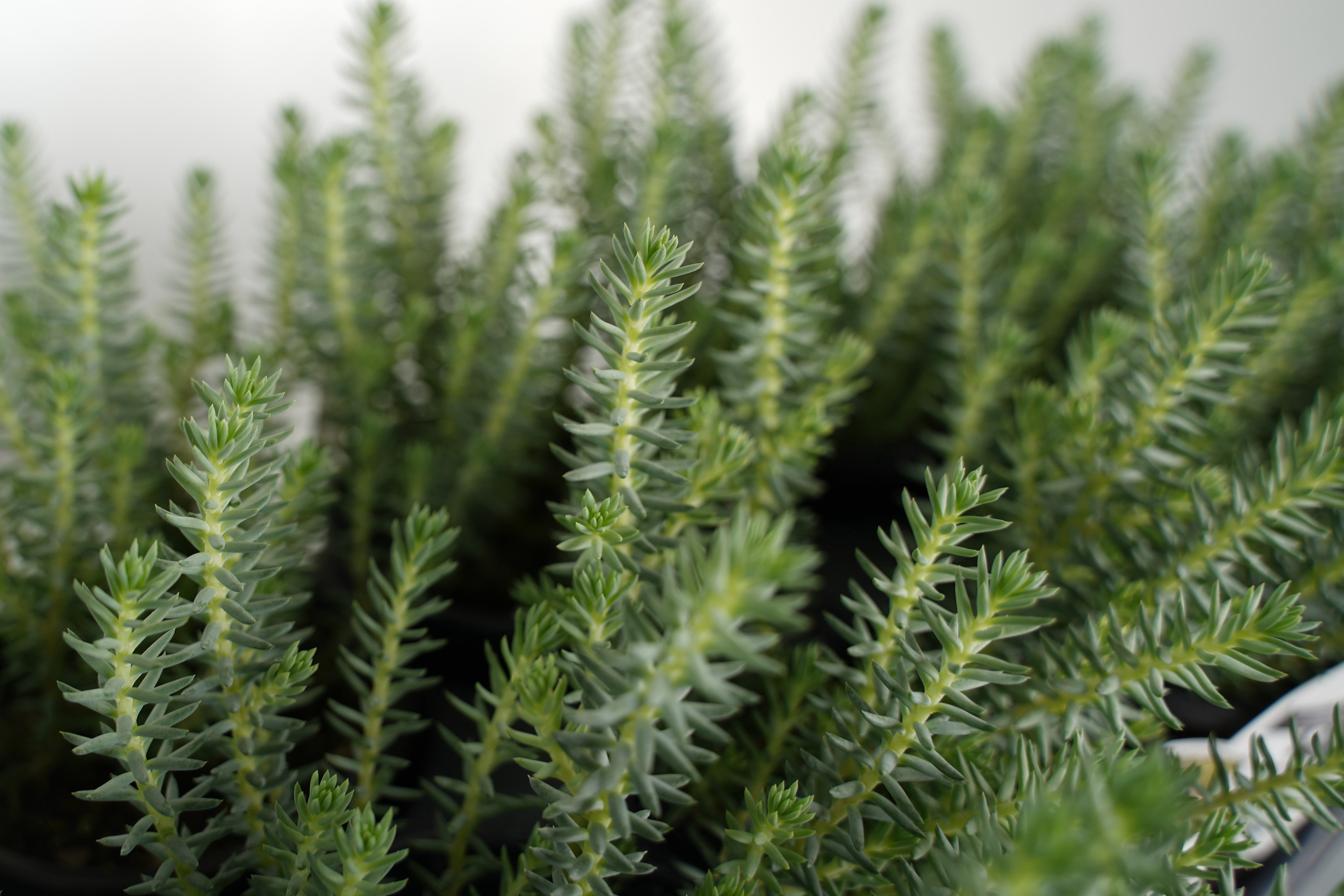 Expert Gardener Sedum Blue Green Spruce Perennial Plants Live Outdoor Spring, 1 PT