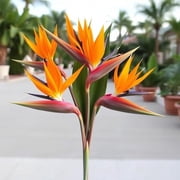 KaBloom: Fall Collection- Bouquet of 20 Birds of Paradise,Next-Day Delivery, Gift of Fresh Flowers for Every Occasion.
