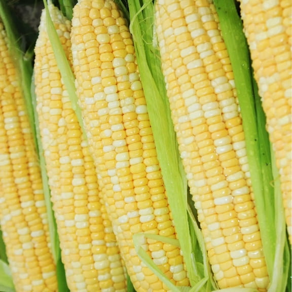 200 Sweet Corn Plant Seeds, Non GMO and Heirloom
