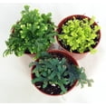 thumbnail image 2 of 3 Club Moss Plants - Selaginella -  Terrariums, Fairy Gardens - 2" Pots, 2 of 2