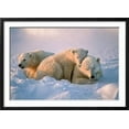 thumbnail image 2 of Polar Bear with Her Cubs, Animals Framed Art Print Wall Art by outdoorsman Sold by Art.Com, 2 of 6
