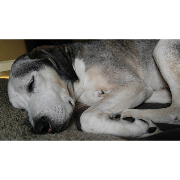 Sleeping Dog Pet Dog Bed 12 Inch By 18 Inch Laminated Poster With Bright Colors And Vivid Imagery Fits Perfectly In Many Attractive Frames Walmart Com Walmart Com