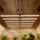 thumbnail image 4 of Barra de luz LED para cultivo de 1000 W y 1200 W regulable Samsung LM301D Sistema de cultivo hidropónico cuántico de espectro completo para plantas, 4 of 5
