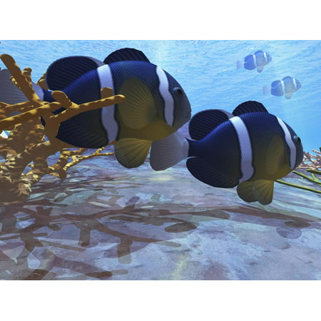 Two Clownfish Swim Among the Coral Beds On An Ocean Reef Print Wall Art By Stocktrek