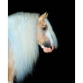 thumbnail image 2 of PHBurchett 12x14 Black Ornate Wood Framed with Double Matting Museum Art Print Titled - Equine Portrait VIII, 2 of 4