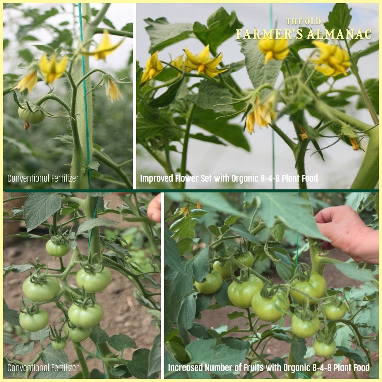 The Old Farmer's Almanac Organic Tomato & Vegetable Plant Food (Case of 8 Bags)