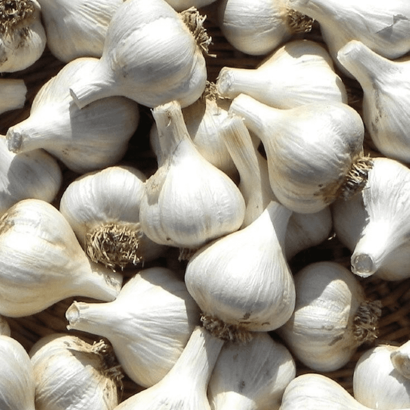 4 White Medium Bulbs Softneck Garlic, Softneck Garlic Bulb, Ideal for Planting Outdoor