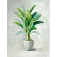 thumbnail image 2 of Nai, Danhui 15x18 Black Ornate Wood Framed with Double Matting Museum Art Print Titled - Greenhouse Palm II, 2 of 4