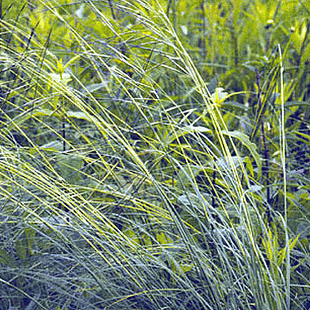 Everwilde Farms - 1 oz Porcupine Grass Native Grass Seeds - Gold Vault Bulk Seed Packet