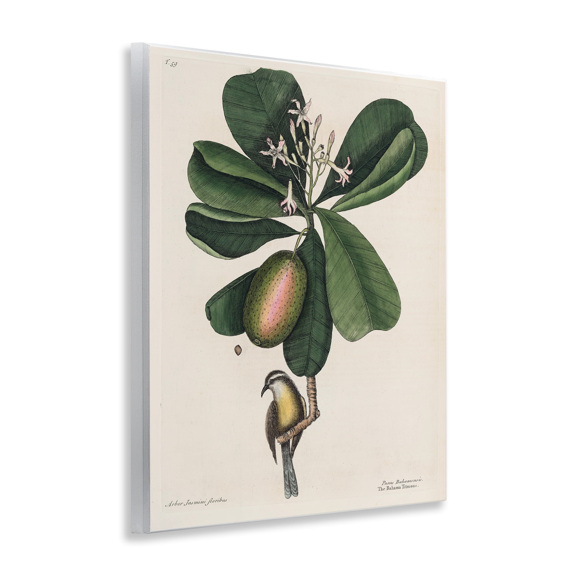Stupell Industries Catesby Flora & Fauna Wall Plaque Art, design by Print Collection
