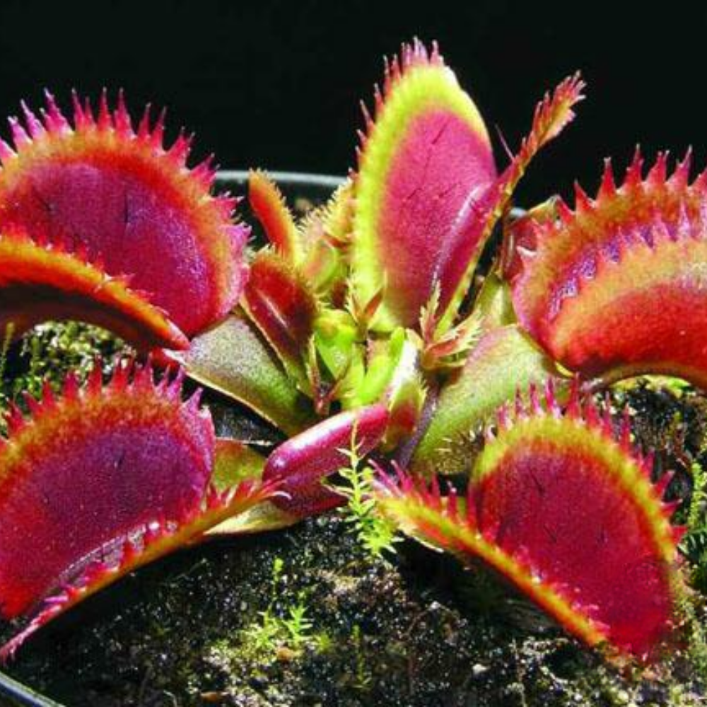 Set 3 Red Dragon Venus Flytraps Live Plants,  Well-Started Fly Trap Plants Terrarium Live in Pot, Dionaea Muscipula