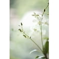 thumbnail image 2 of Millet, Karyn 11x14 White Modern Wood Framed Museum Art Print Titled - White Orchid II, 2 of 4